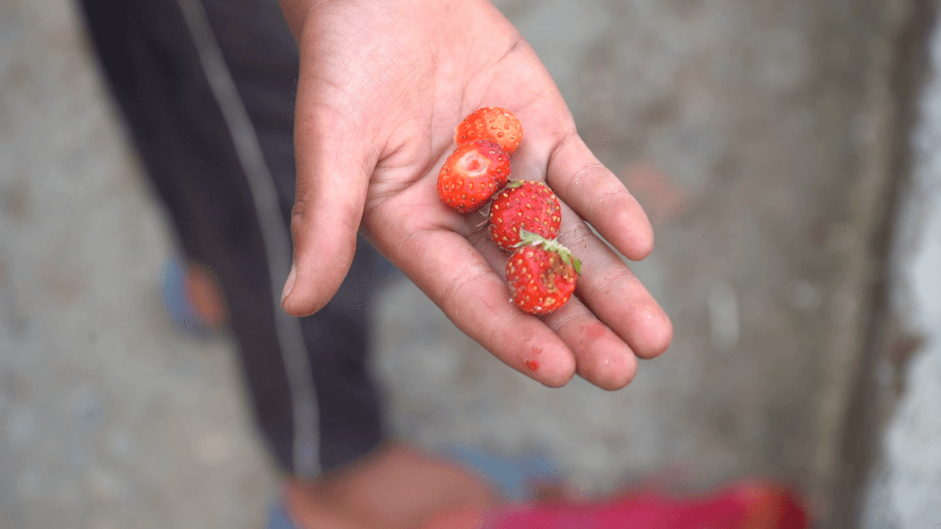 Fresh strawberries picked from the garden