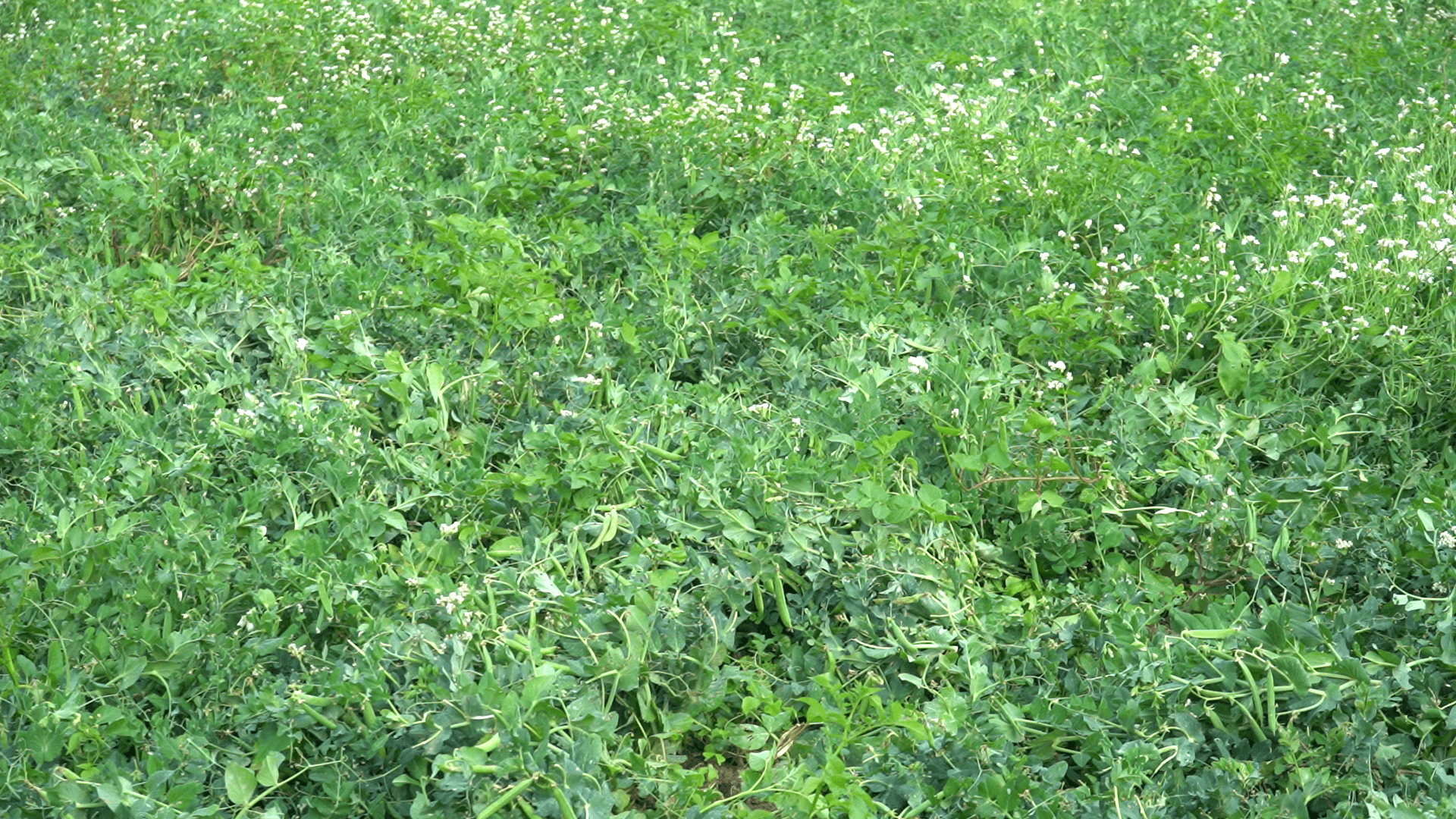 Green pea plants flowering in the garden