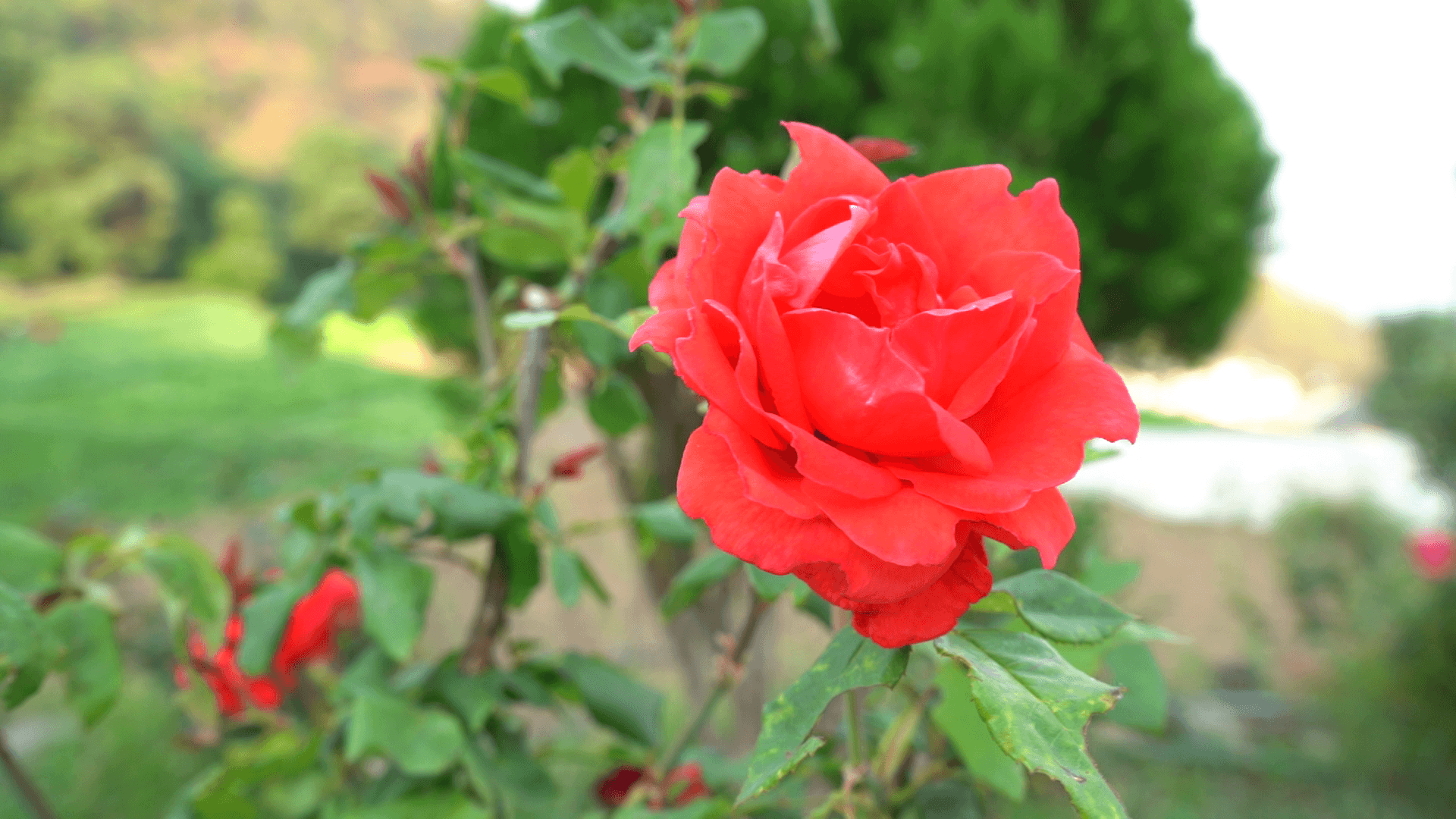 Red rose close-up in the garden