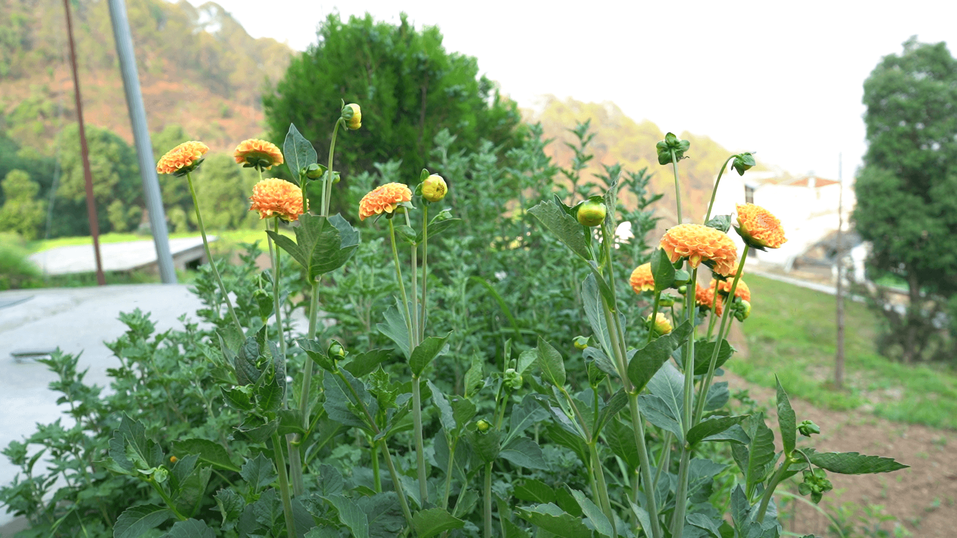 Orange dahlia flowers beside the mountain road