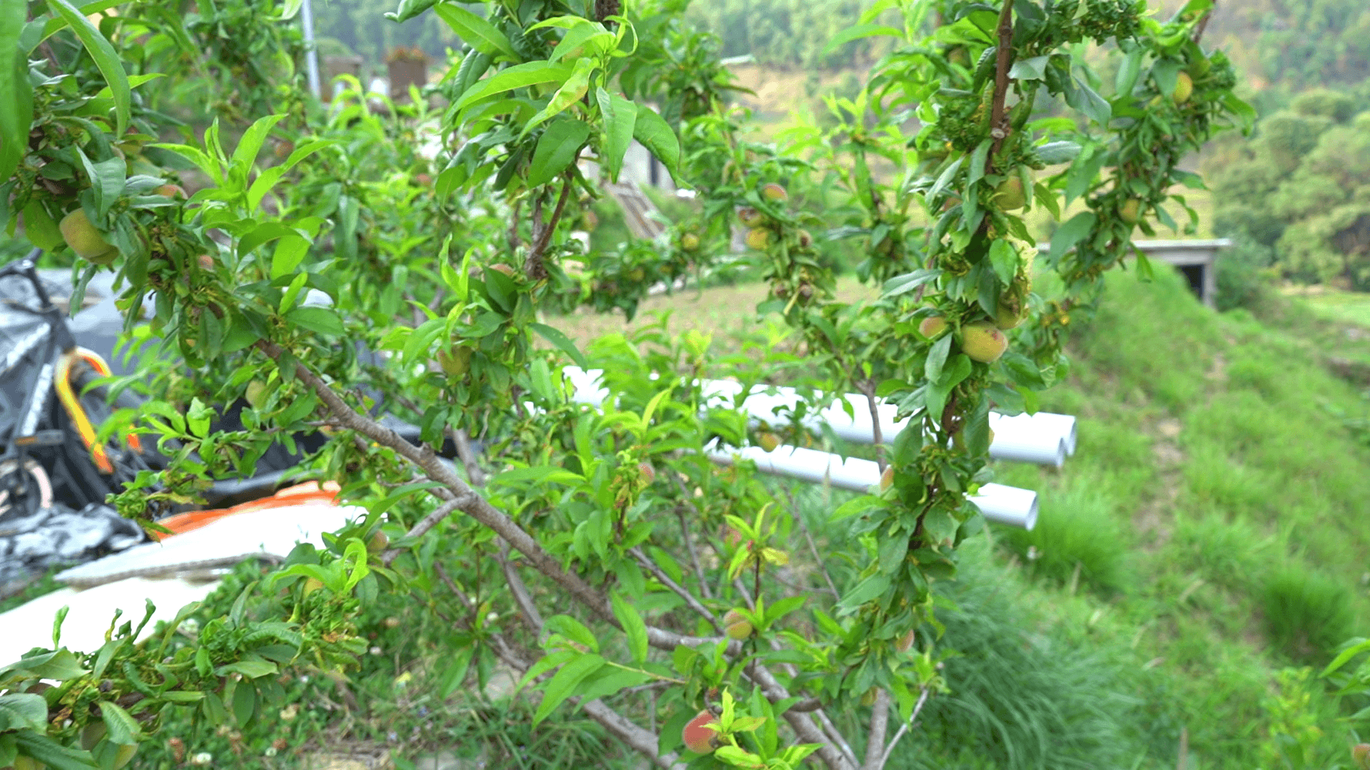 Fruit tree growing beside the hillside garden
