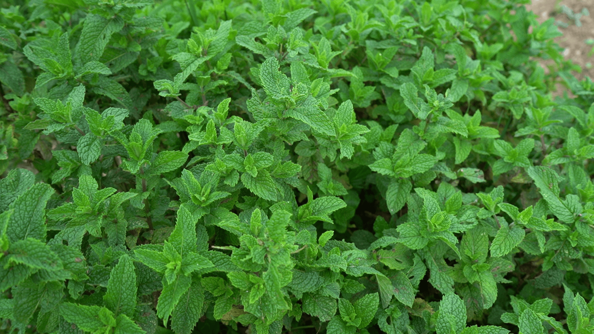 Fresh mint growing in the garden